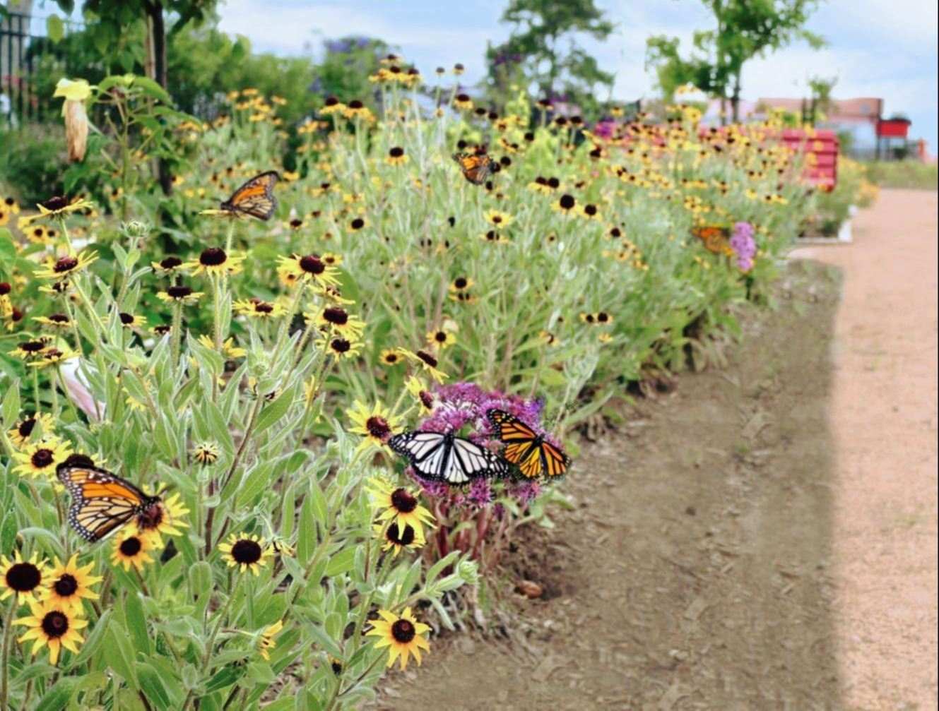 Pollinator Garden